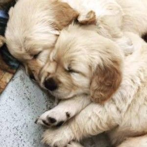 Meet your Posher, Frances